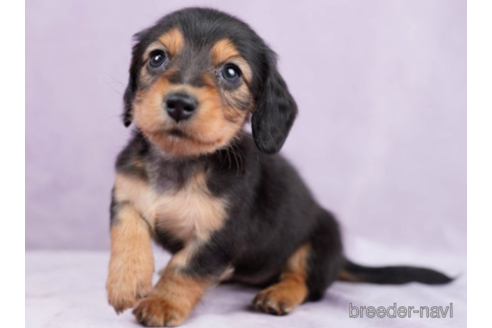 成約済の東京都のミニチュアダックスフンド(ロングヘアード)-225170の4枚目